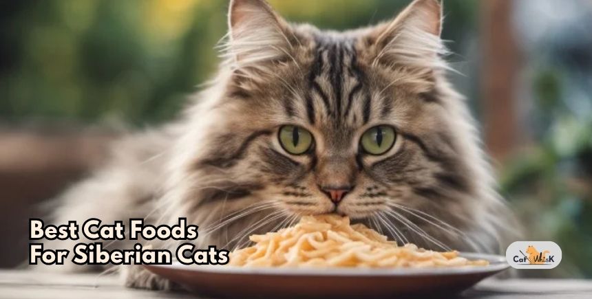 best cat foods for siberian cats