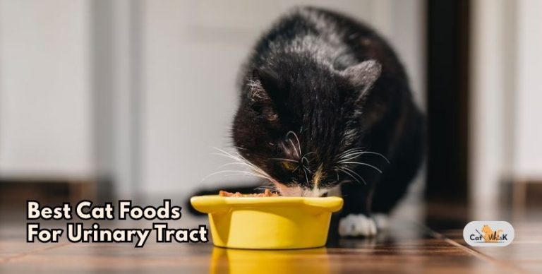 Curated visual reference: Picture Idea: Our 8 Best Cat Foods For Urinary Tract 2026 Tested