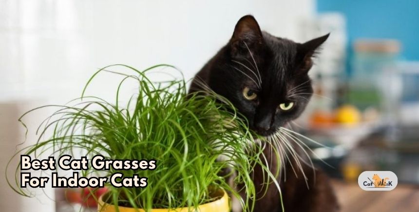 best cat grasses for indoor cats