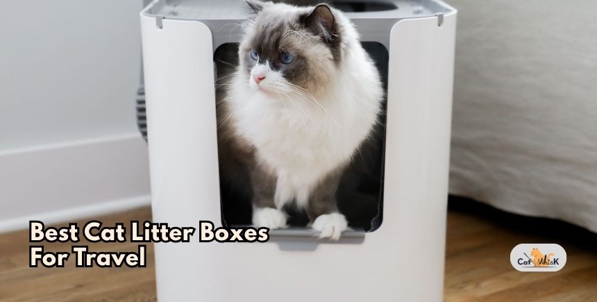 best cat litter boxes for travel