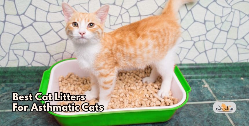 best cat litters for asthmatic cats