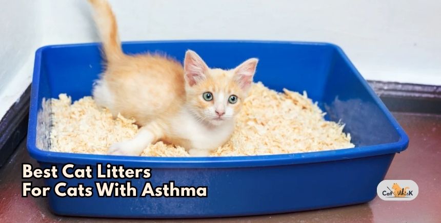 best cat litters for cats with asthma