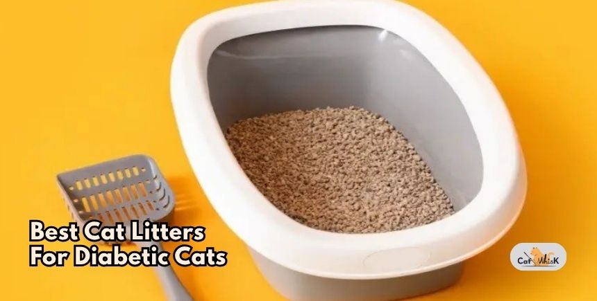 best cat litters for diabetic cats