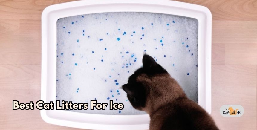 best cat litters for ice