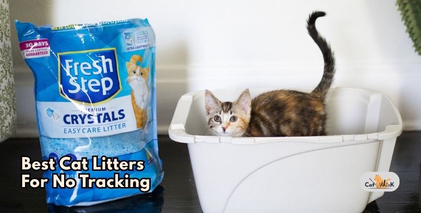 best cat litters for no tracking
