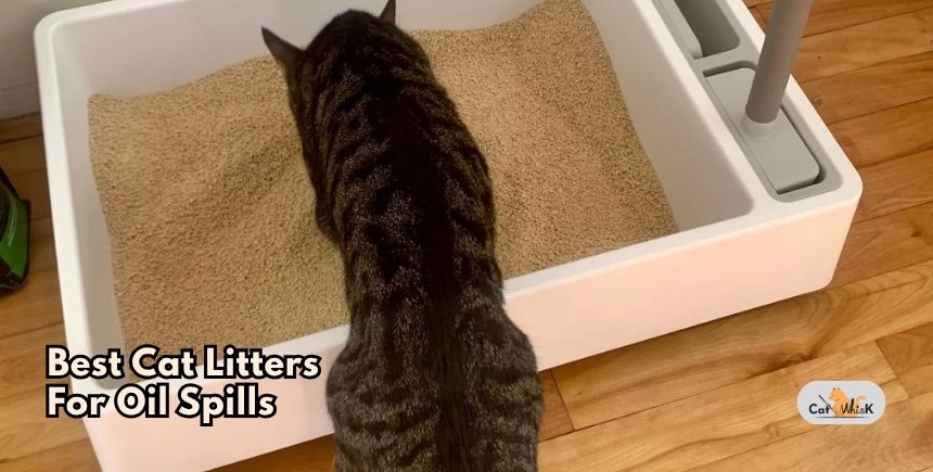 best cat litters for oil spills
