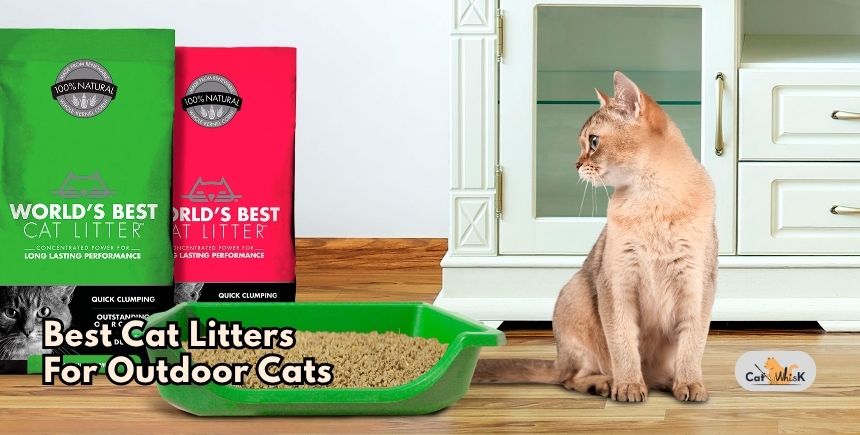 best cat litters for outdoor cats
