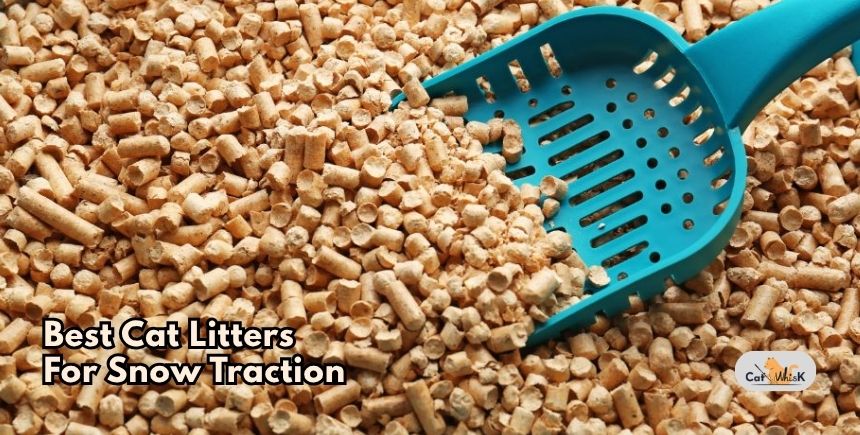 best cat litters for snow traction