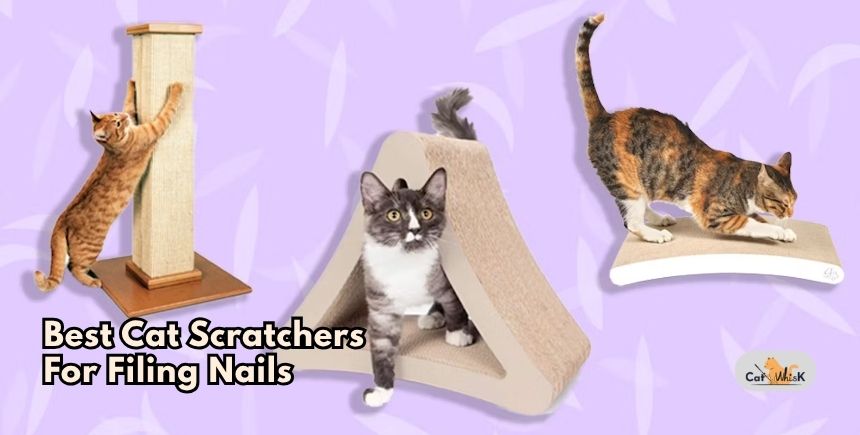 best cat scratchers for filing nails