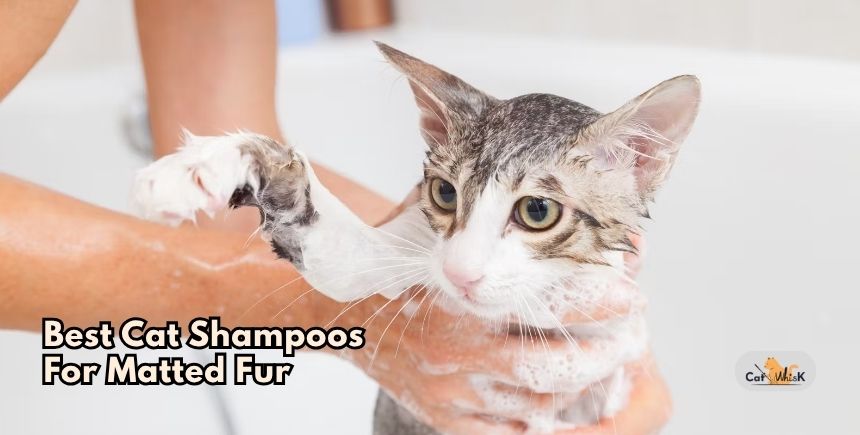 best cat shampoos for matted fur