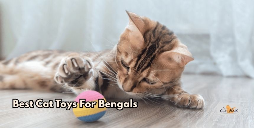best cat toys for bengals