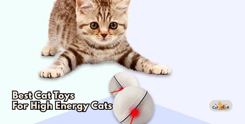 best cat toys for high energy cats