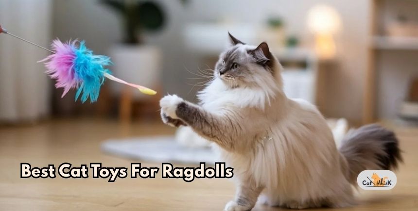 best cat toys for ragdolls