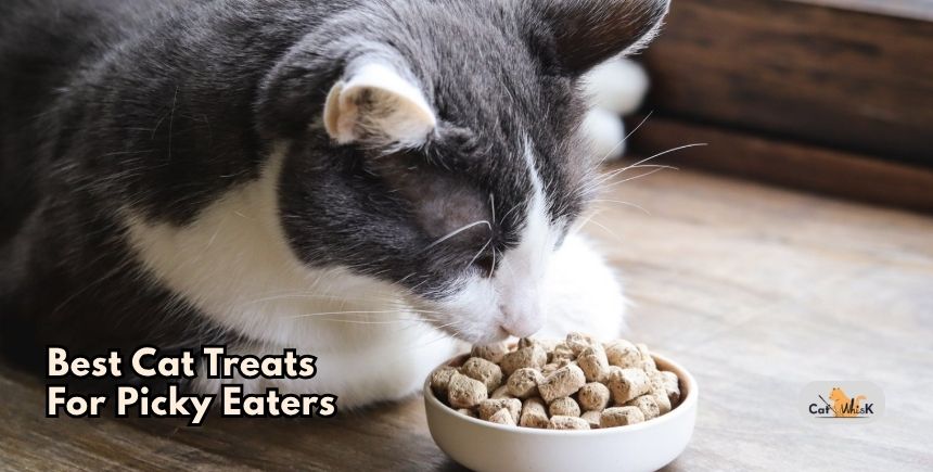 best cat treats for picky eaters
