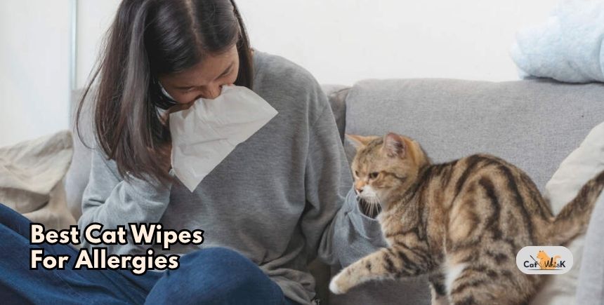 best cat wipes for allergies