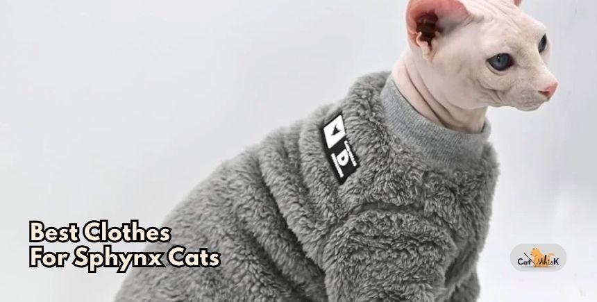 best clothes for sphynx cats