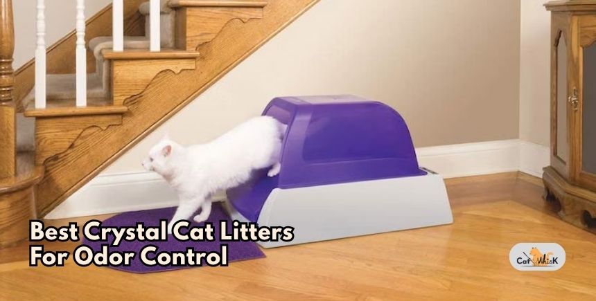 best crystal cat litters for odor control
