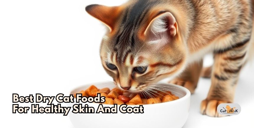 best dry cat foods for healthy skin and coat