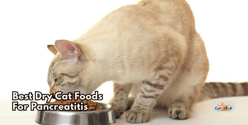 best dry cat foods for pancreatitis