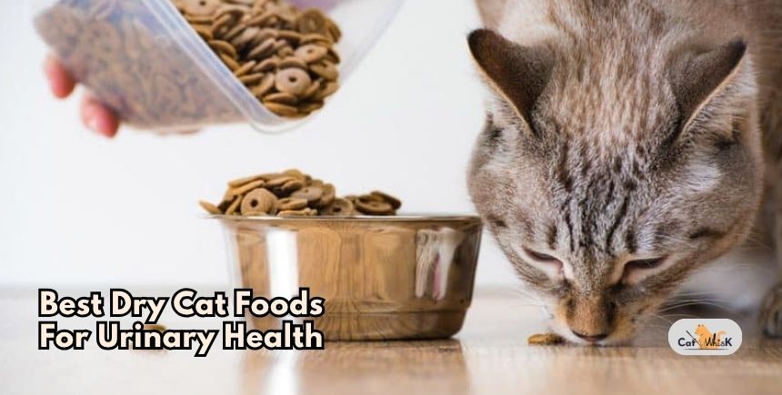 best dry cat foods for urinary health