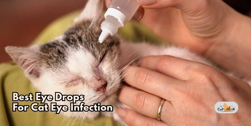 best eye drops for cat eye infection