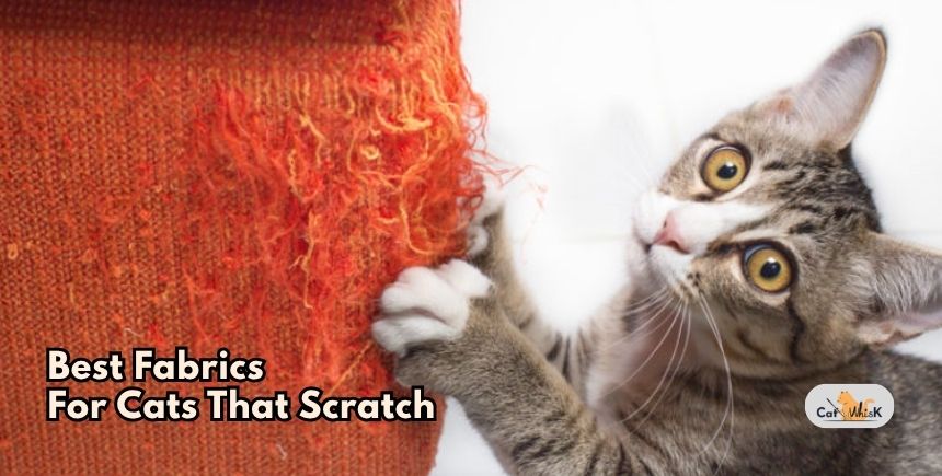 best fabrics for cats that scratch