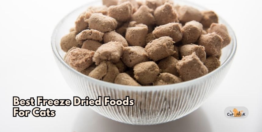 best freeze dried foods for cats