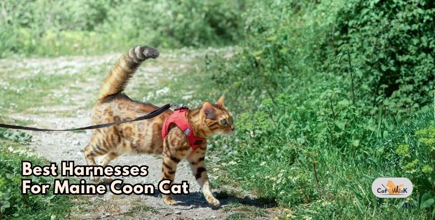 best harnesses for maine coon cat