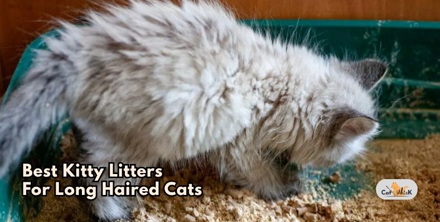 best kitty litters for long haired cats
