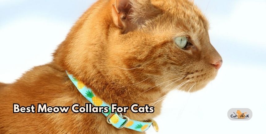 best meow collars for cats