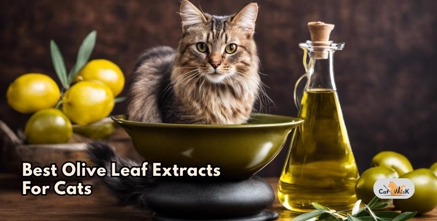 best olive leaf extracts for cats
