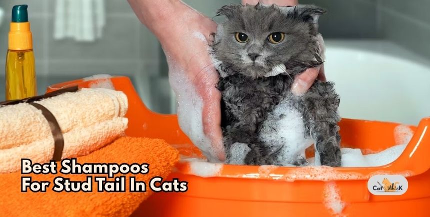 best shampoos for stud tail in cats