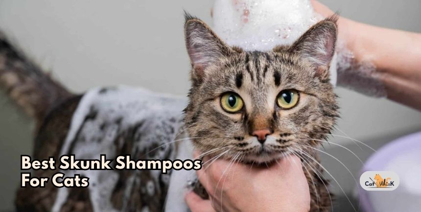 best skunk shampoos for cats