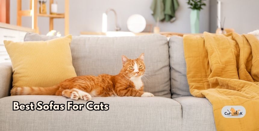 best sofas for cats