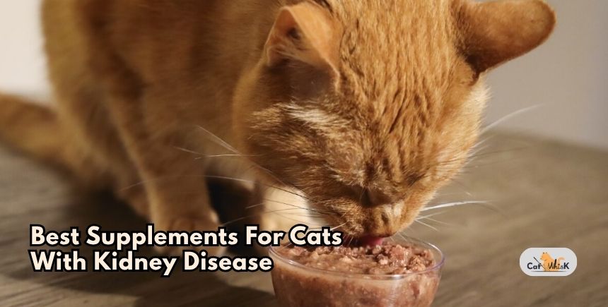 best supplements for cats with kidney disease