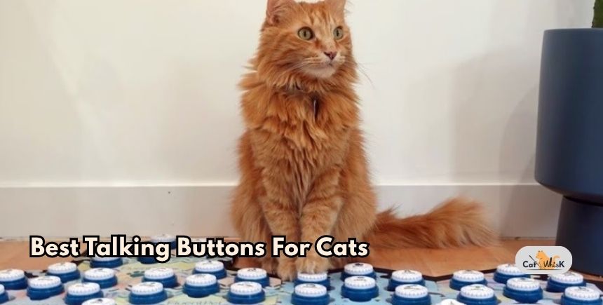 best talking buttons for cats