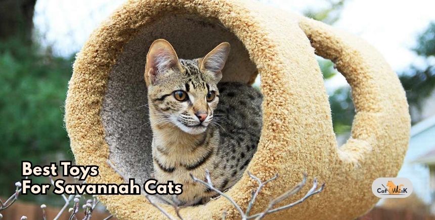 best toys for savannah cats
