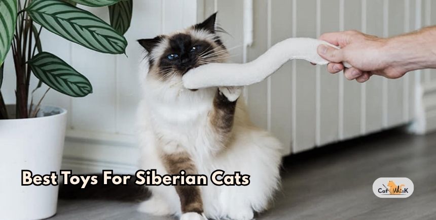 best toys for siberian cats
