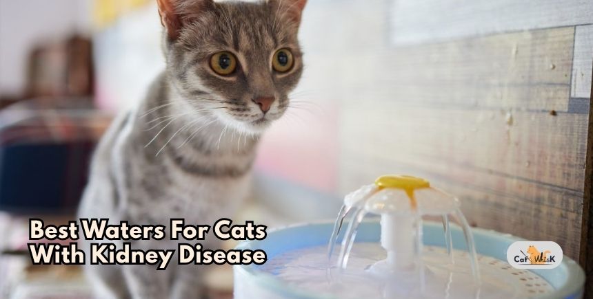 best waters for cats with kidney disease