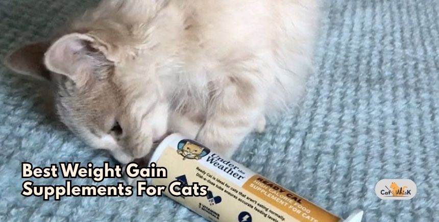 best weight gain supplements for cats