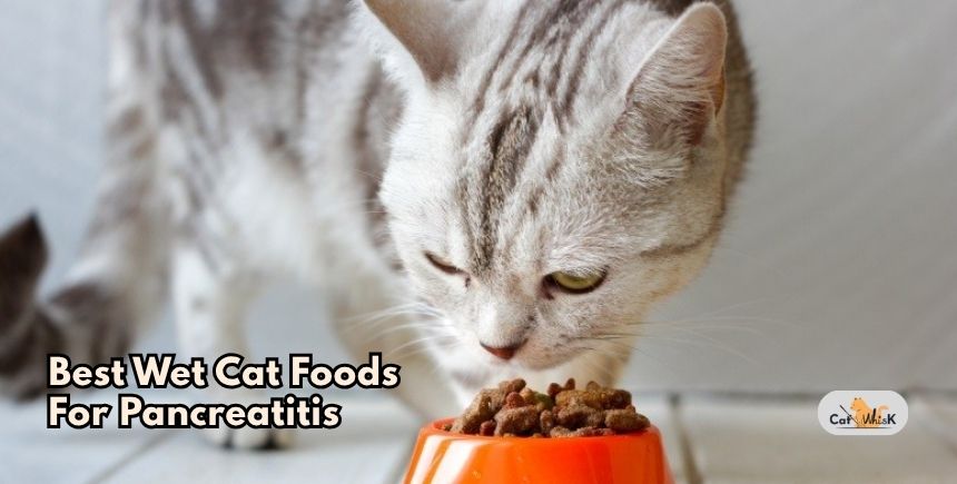 best wet cat foods for pancreatitis