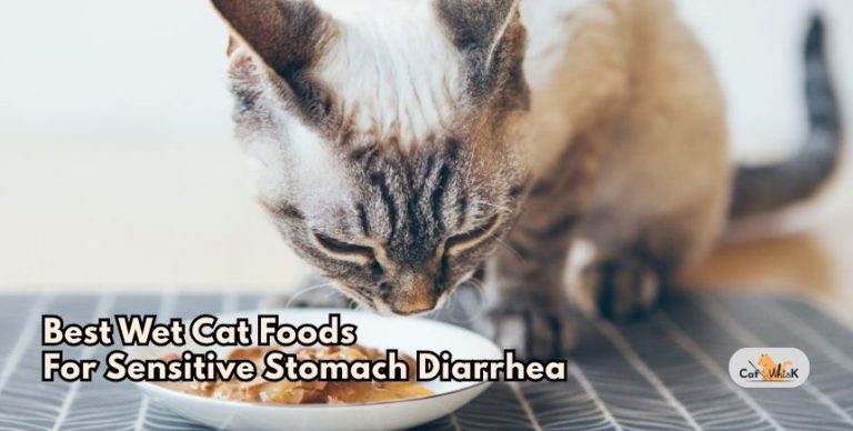 Our 8 Best Wet Cat Foods For Sensitive Stomach Diarrhea Of 2026, Tested ...