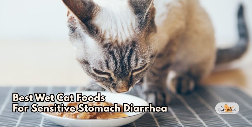 best wet cat foods for sensitive stomach diarrhea
