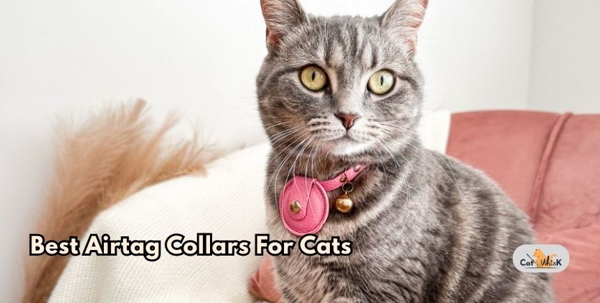 best airtag collars for cats