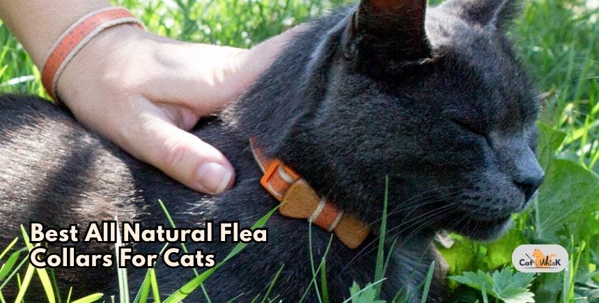 best all natural flea collars for cats