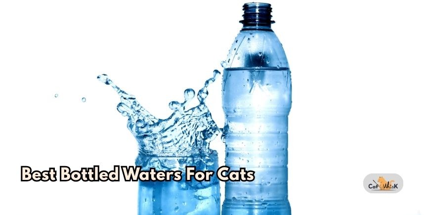 best bottled waters for cats