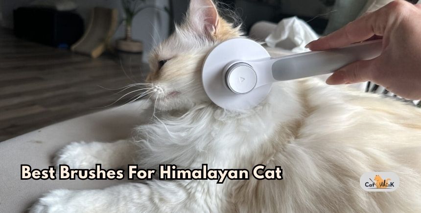 best brushes for himalayan cat