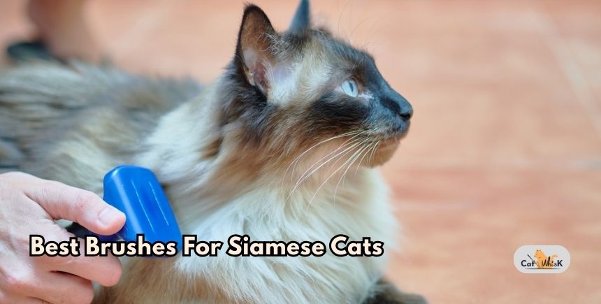 best brushes for siamese cats