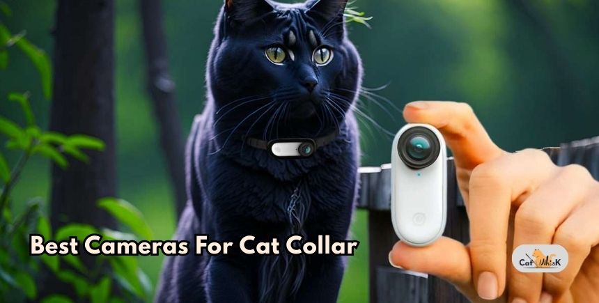 best cameras for cat collar