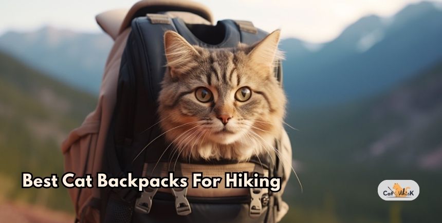 best cat backpacks for hiking